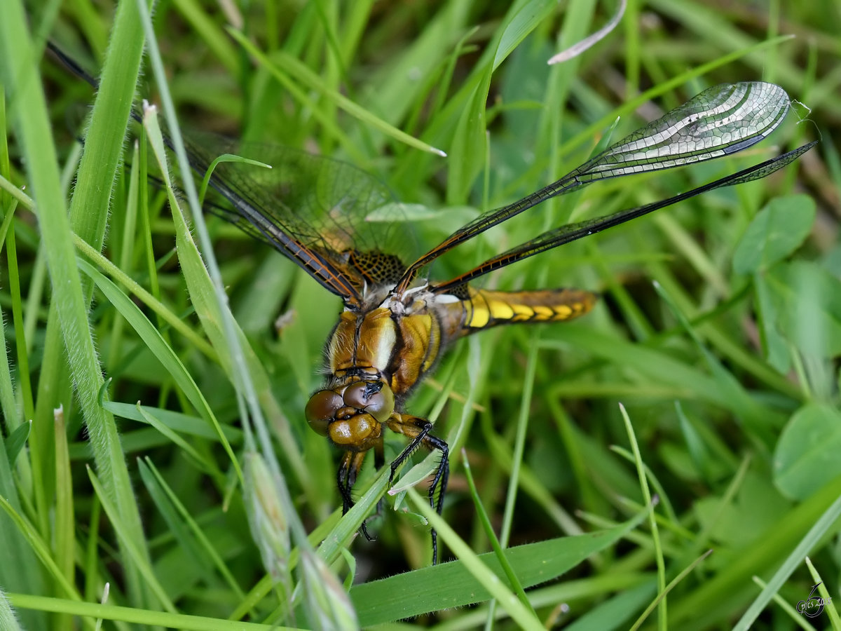 Ein junges Plattbauch-Weibchen mit beschdigtem Komplexauge. (Hattingen, Mai 2018)