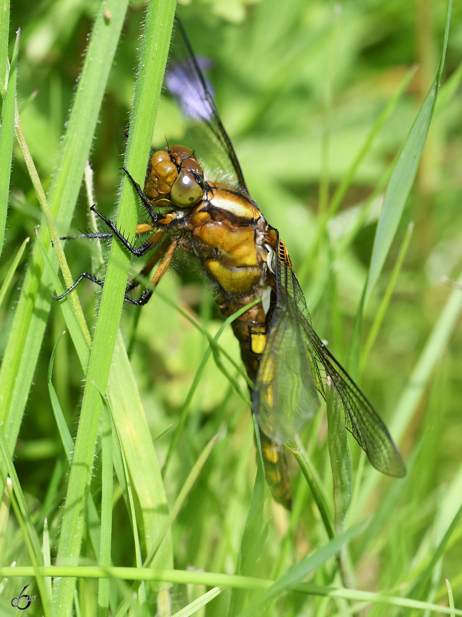 Ein junges Plattbauch-Weibchen mit beschdigtem Komplexauge. (Hattingen, Mai 2018)