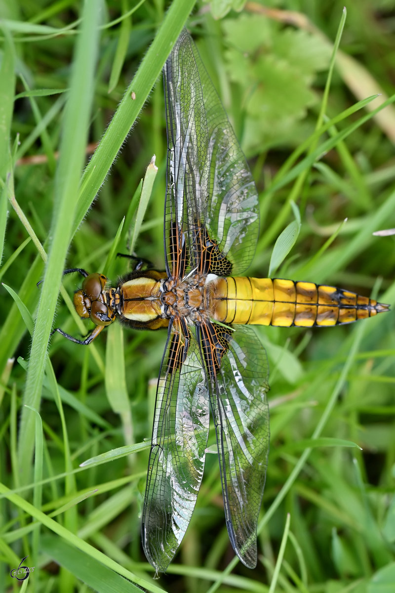 Ein junges Plattbauch-Weibchen ruht sich im Gras aus. (Hattingen, Mai 2018)