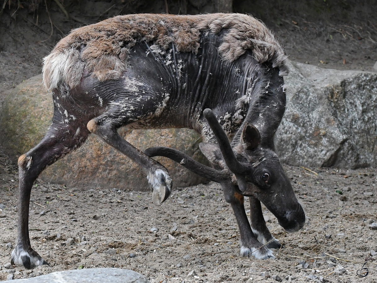 Ein junges Rentier im Zoo Aalborg. (Juni 2018)