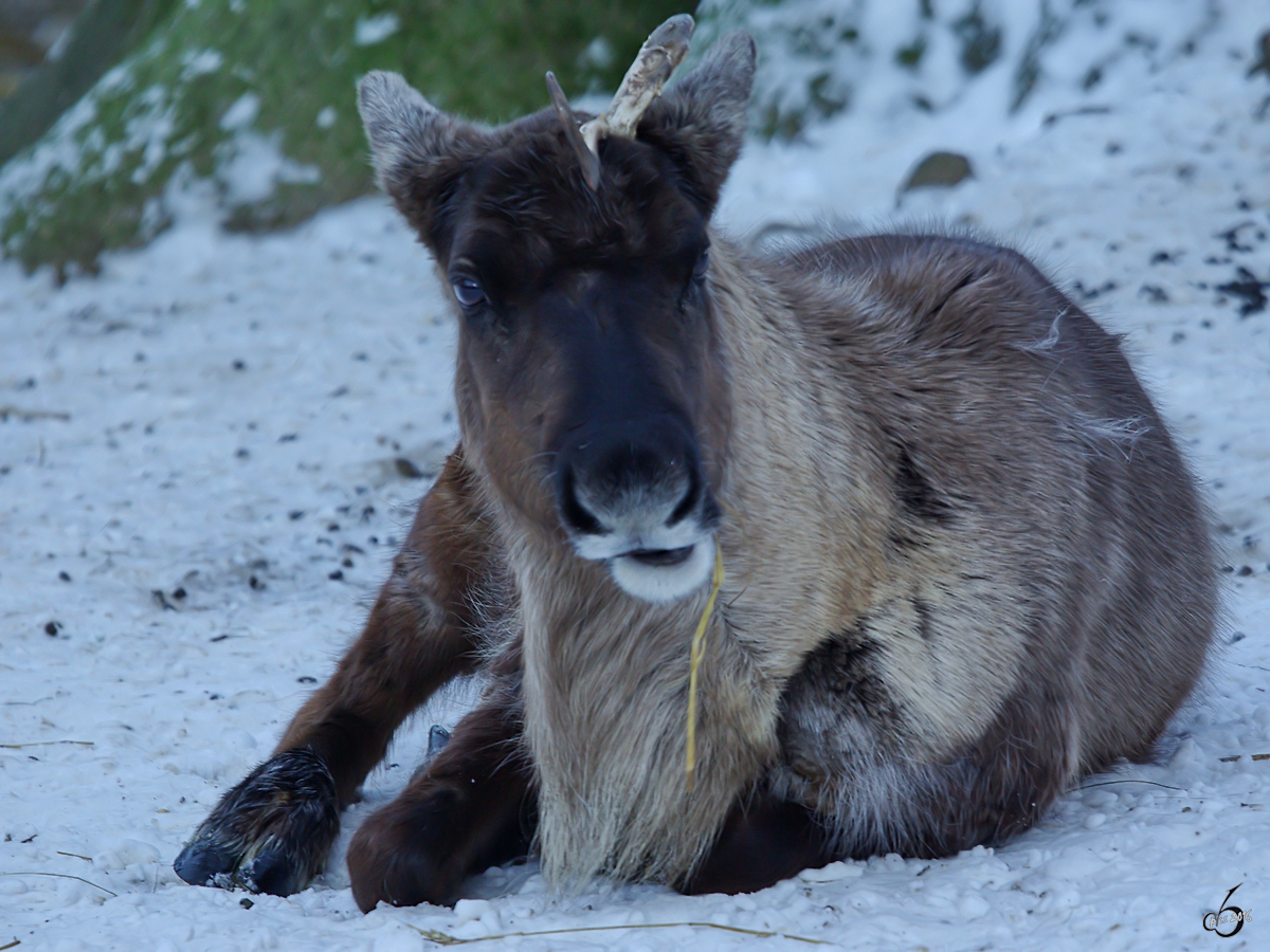 Ein junges Rentier im Zoo Wuppertal. (Januar 2009)