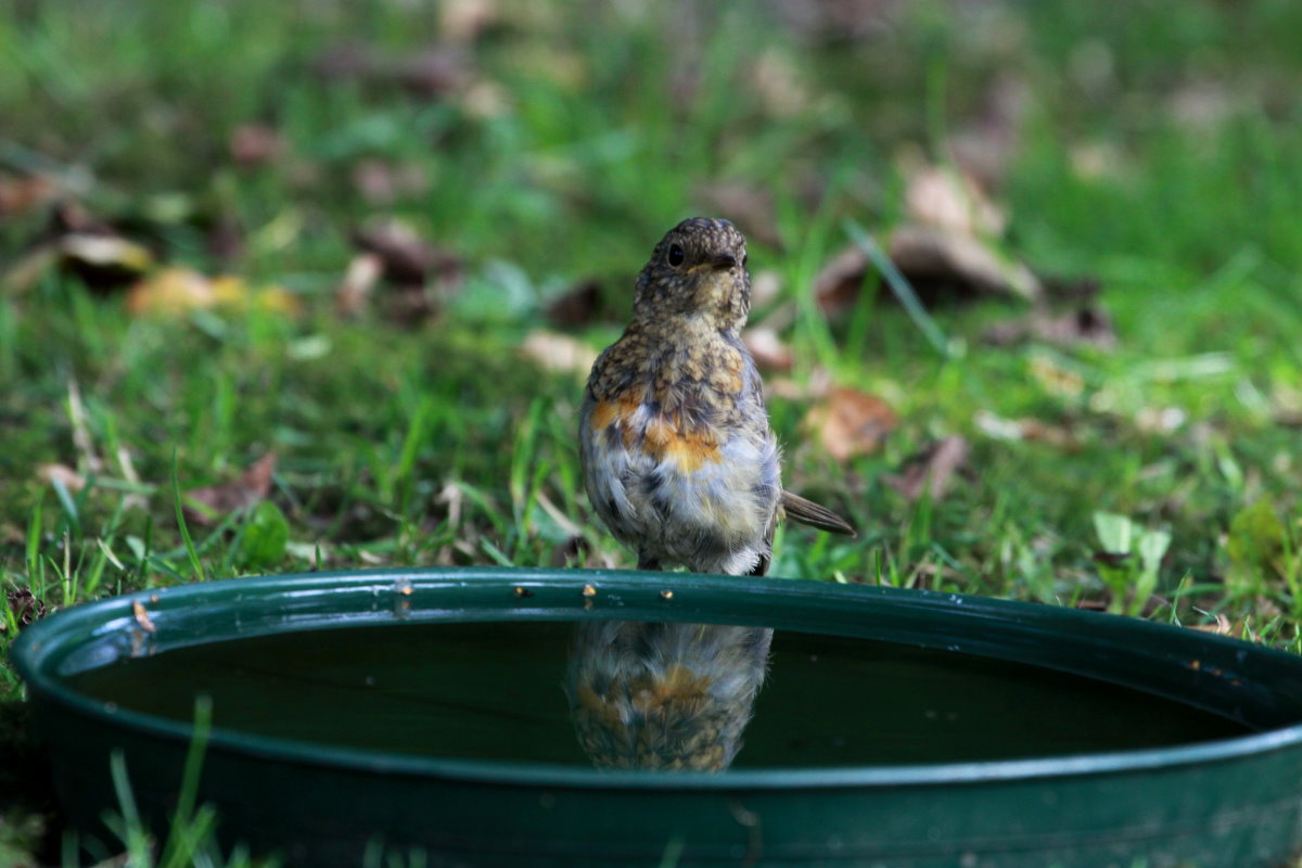 Ein junges Rotkehlchen in unserem Garten. Es ist sehr frech, dafr ab zutraulich - wie der Vati;-) Ich freue mich sehr ber diesem Bruterfolg im Garten!!! Trotz der vielen verwilderten Katzen setzt es sich durch! Ratzeburg; 02.09.2014