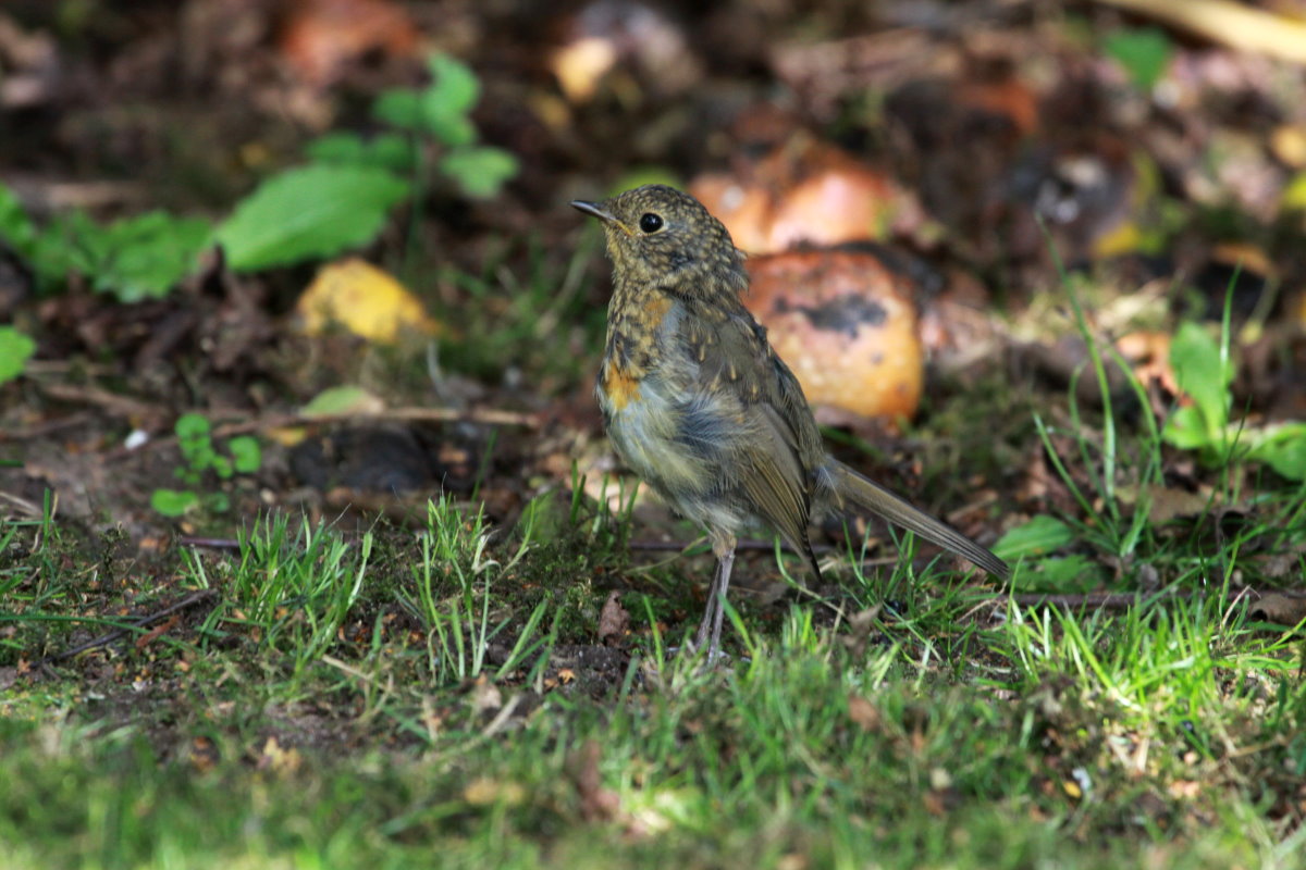 Ein junges Rotkehlchen in unserem Garten. Es ist sehr frech, dafr ab zutraulich - wie der Vati;-) Ich freue mich sehr ber diesem Bruterfolg im Garten!!! Trotz der vielen verwilderten Katzen setzt es sich durch! Ratzeburg; 02.09.2014