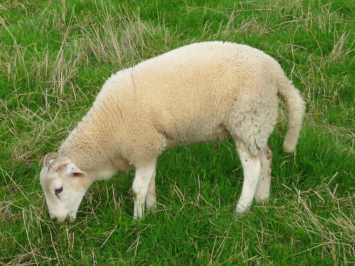 Ein junges Schaf in Avebury, 12.9.2016