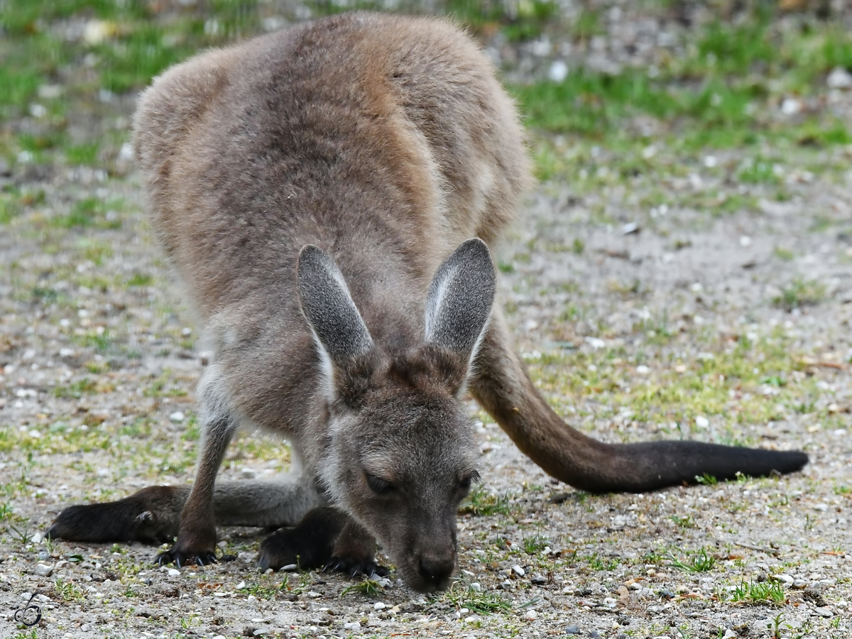 Ein junges Schwarzgesichtsknguru Anfang Juni 2018 im Zoo Aalborg.