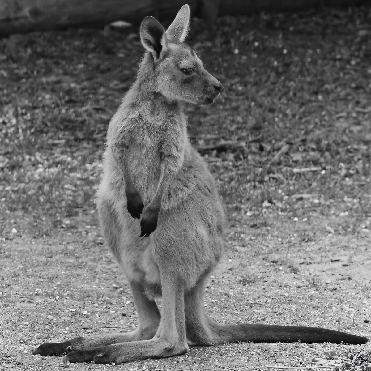 Ein junges Schwarzgesichtsknguru Anfang Juni 2018 im Zoo Aalborg.