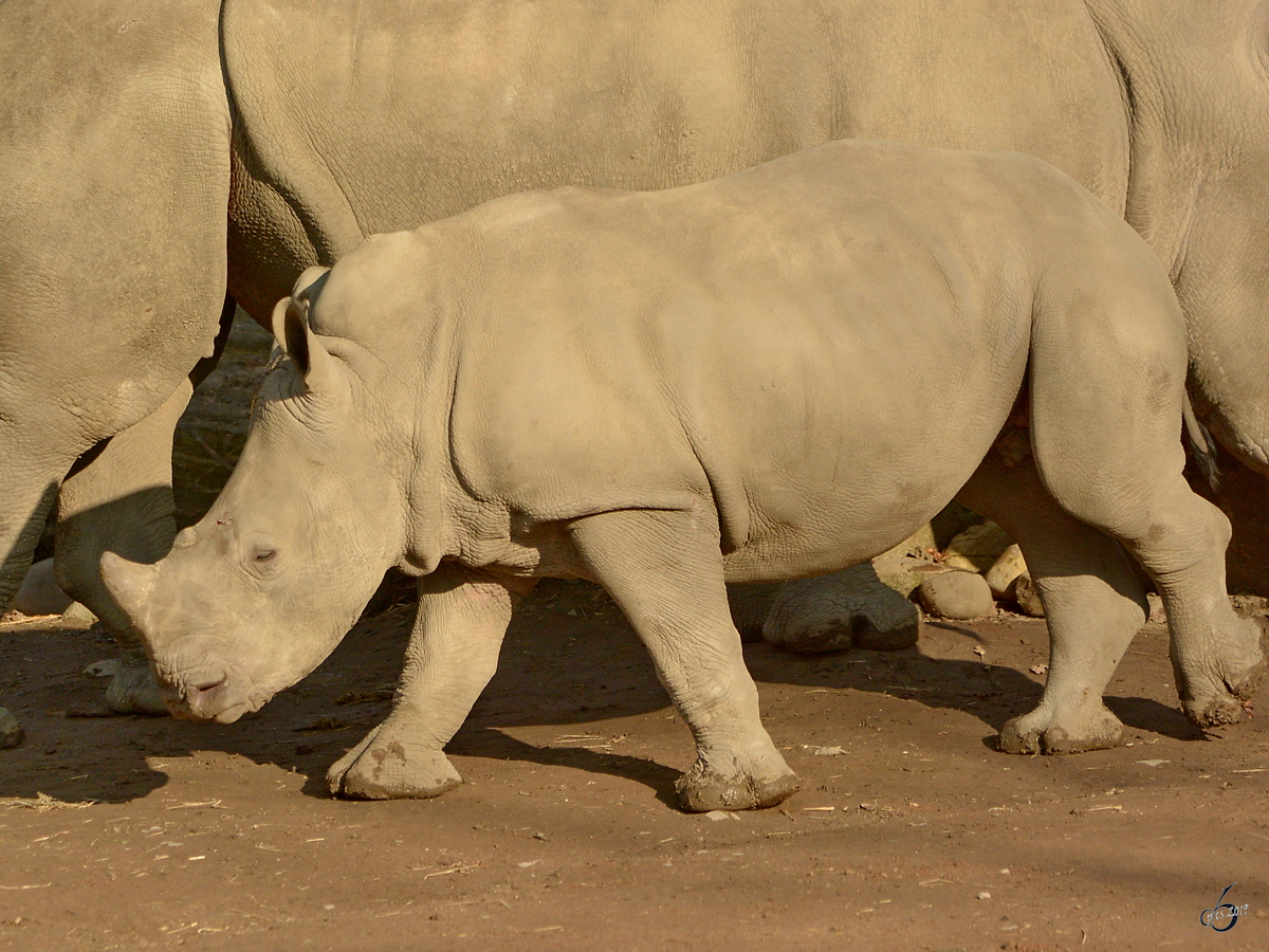 Ein junges Sdliches Breitmaulnashorn im Zoo Dortmund. (Februar 2015)