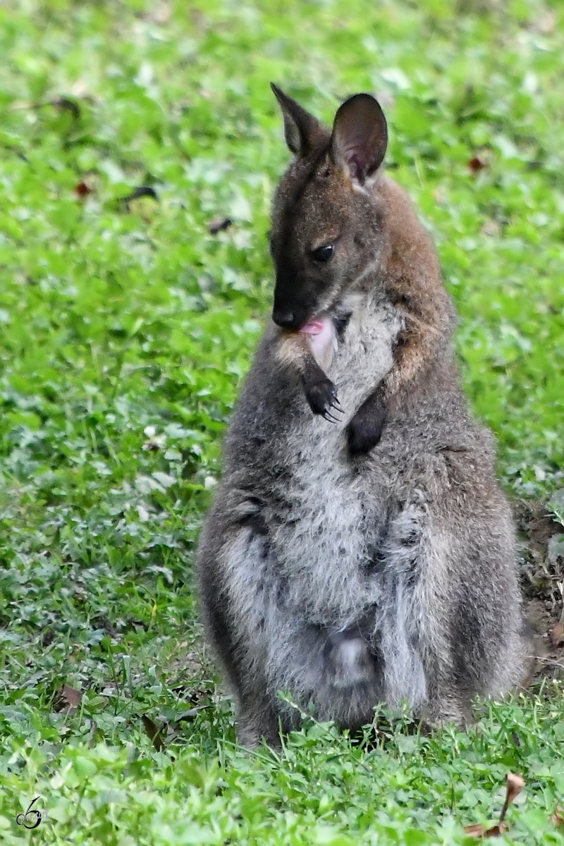 Ein junges Wallaby bei der Fellpflege. (Wildpark Rosegg, August 2019)