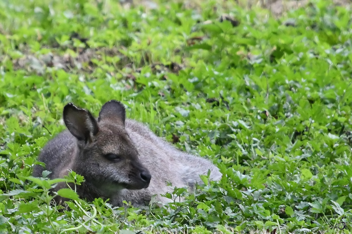 Ein junges Wallaby Ende August 2019 im Wildpark Rosegg.