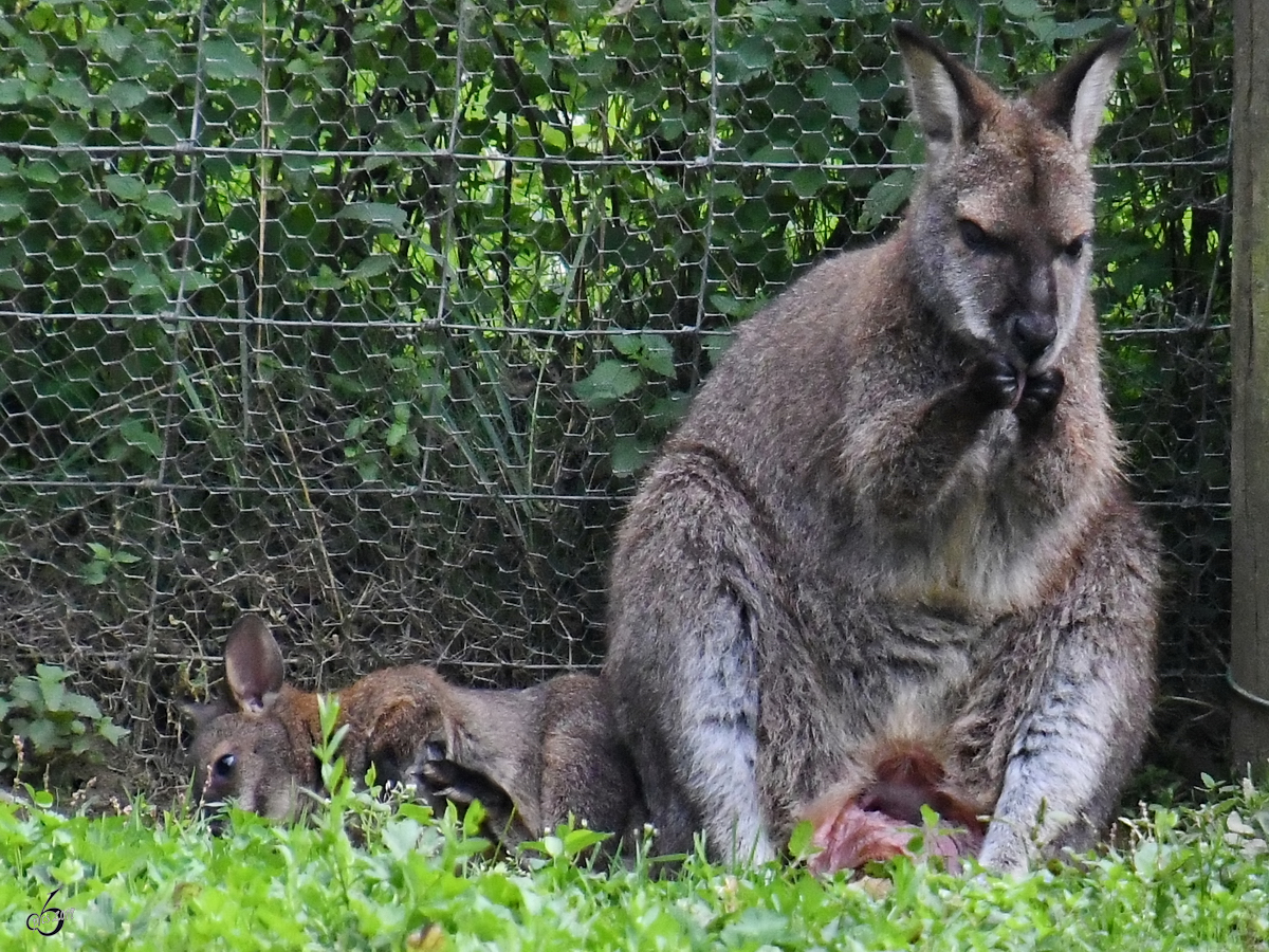 Ein junges Wallaby hat den mutterlichen Beutel verlassen, so gesehen Ende August 2019 im Wildpark Rosegg.