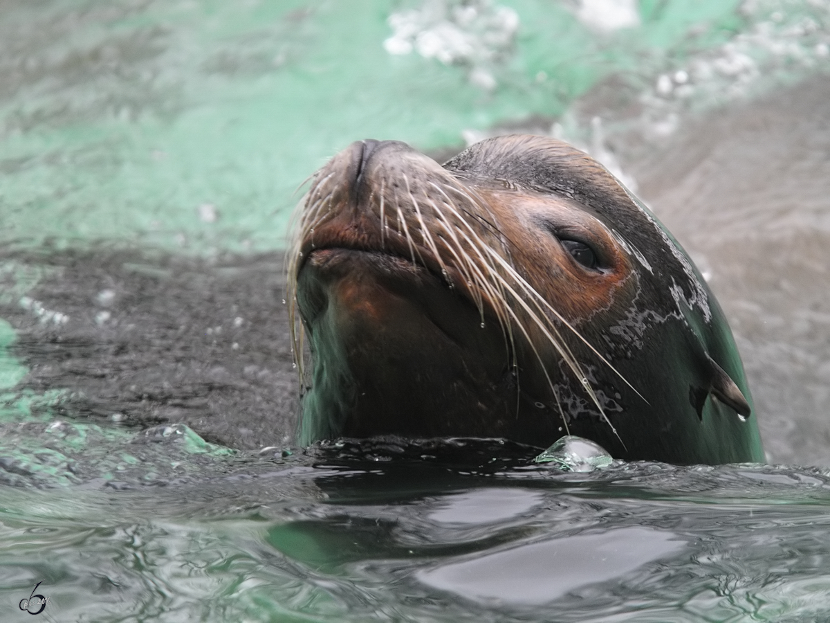 Ein Kalifornischer Seelwe im Dortmunder Zoo.