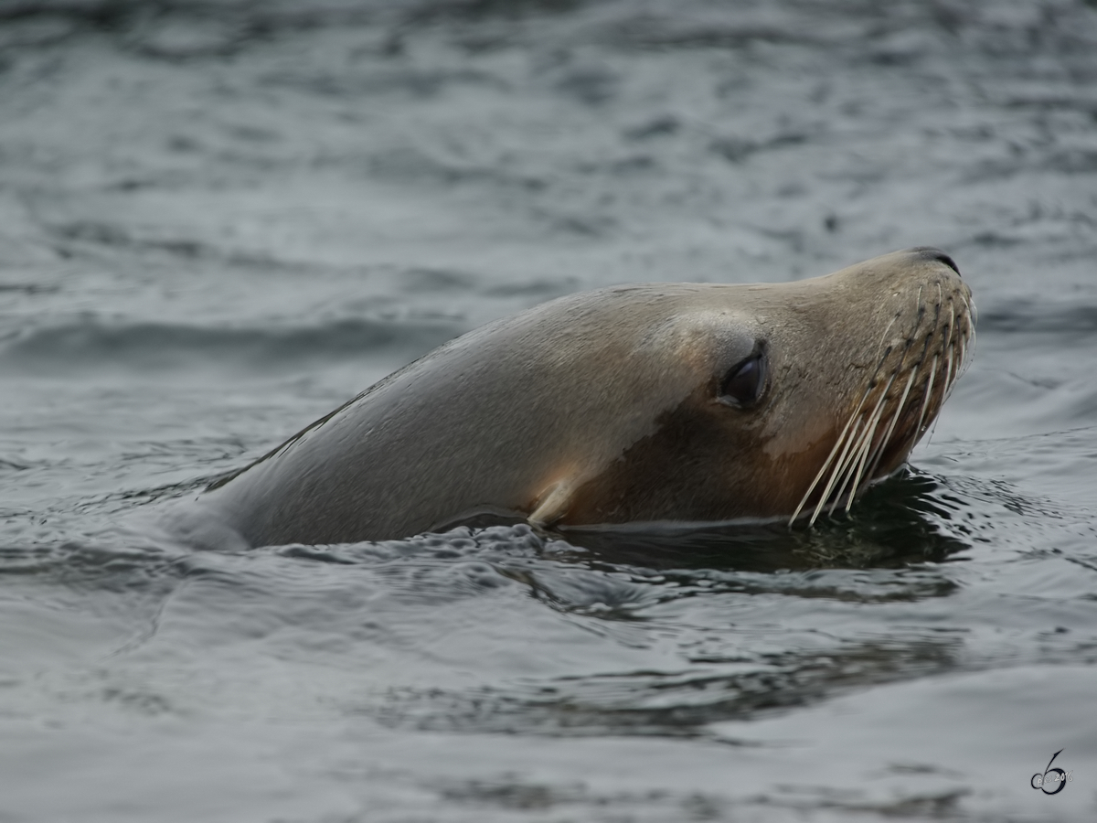 Ein Kalifornischer Seelwe schwimmt im Zoom Gelsenkirchen. (September 2008)