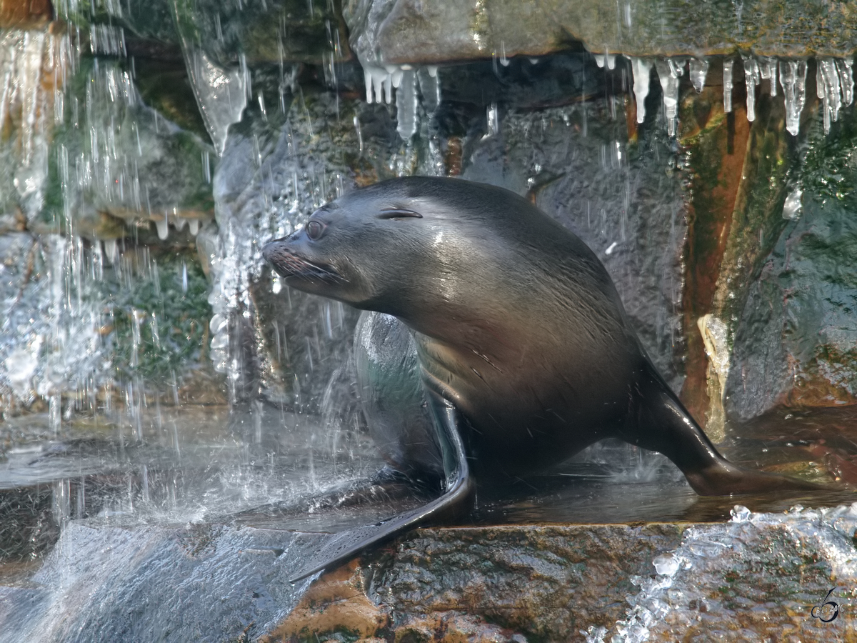 Ein Kalifornischer Seelwe im Zoo Dortmund. (Januar 2010)