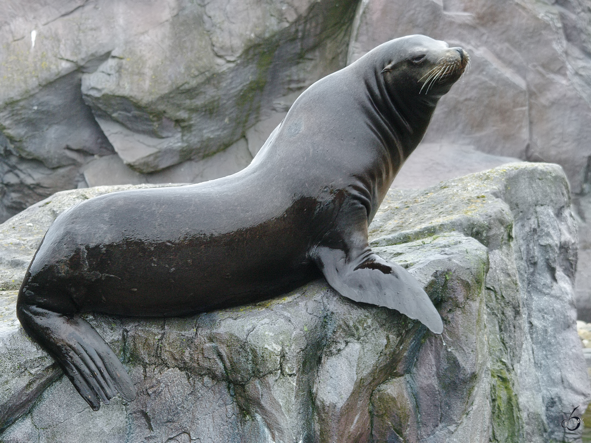 Ein Kalifornischer Seelwe im Zoom Gelsenkirchen. (September 2009)