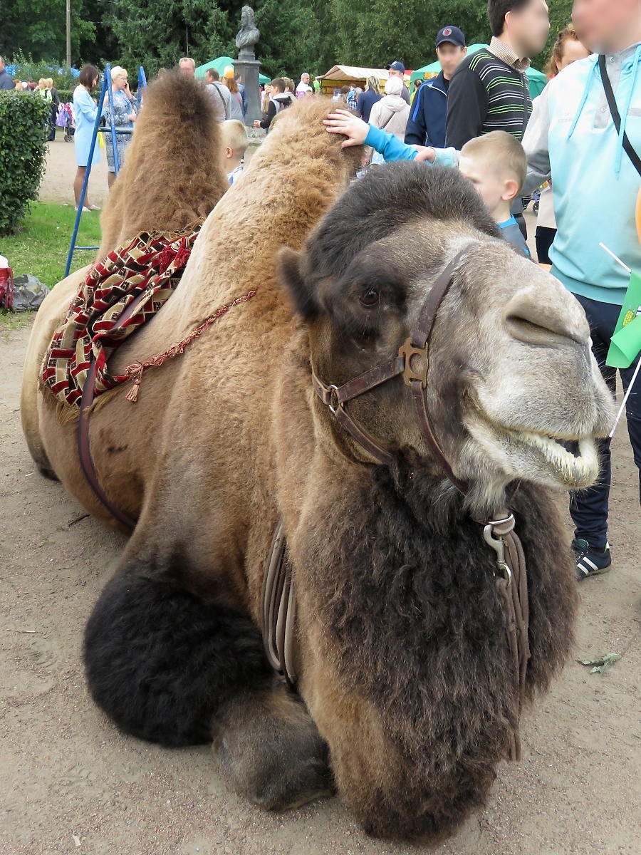 Ein Kamel auf dem Stadfest in Kolpino, St. Petersburg, am 15.9.17