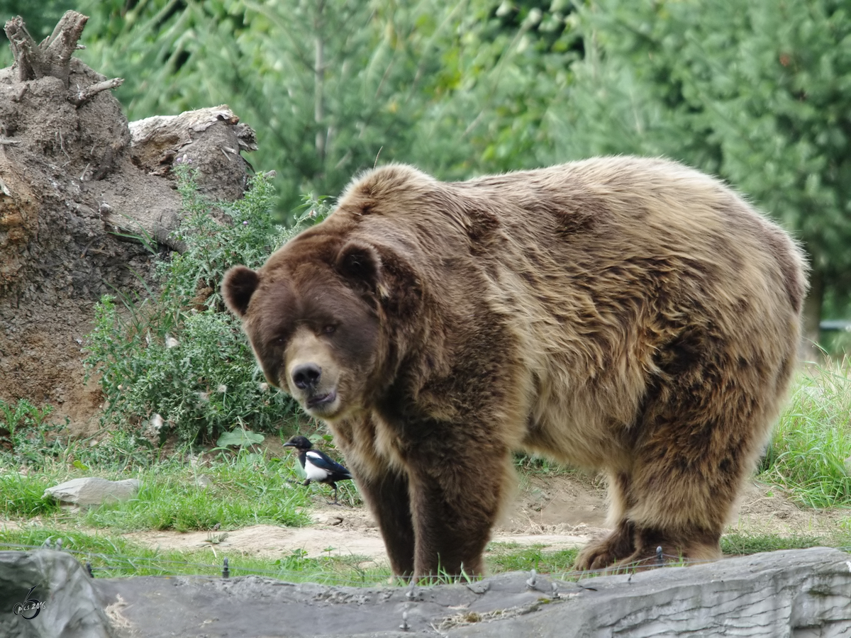 Ein Kamschatka-Br und eine abenteuerlustige Elster im Zoom Gelsenkirchen. (September 2009)