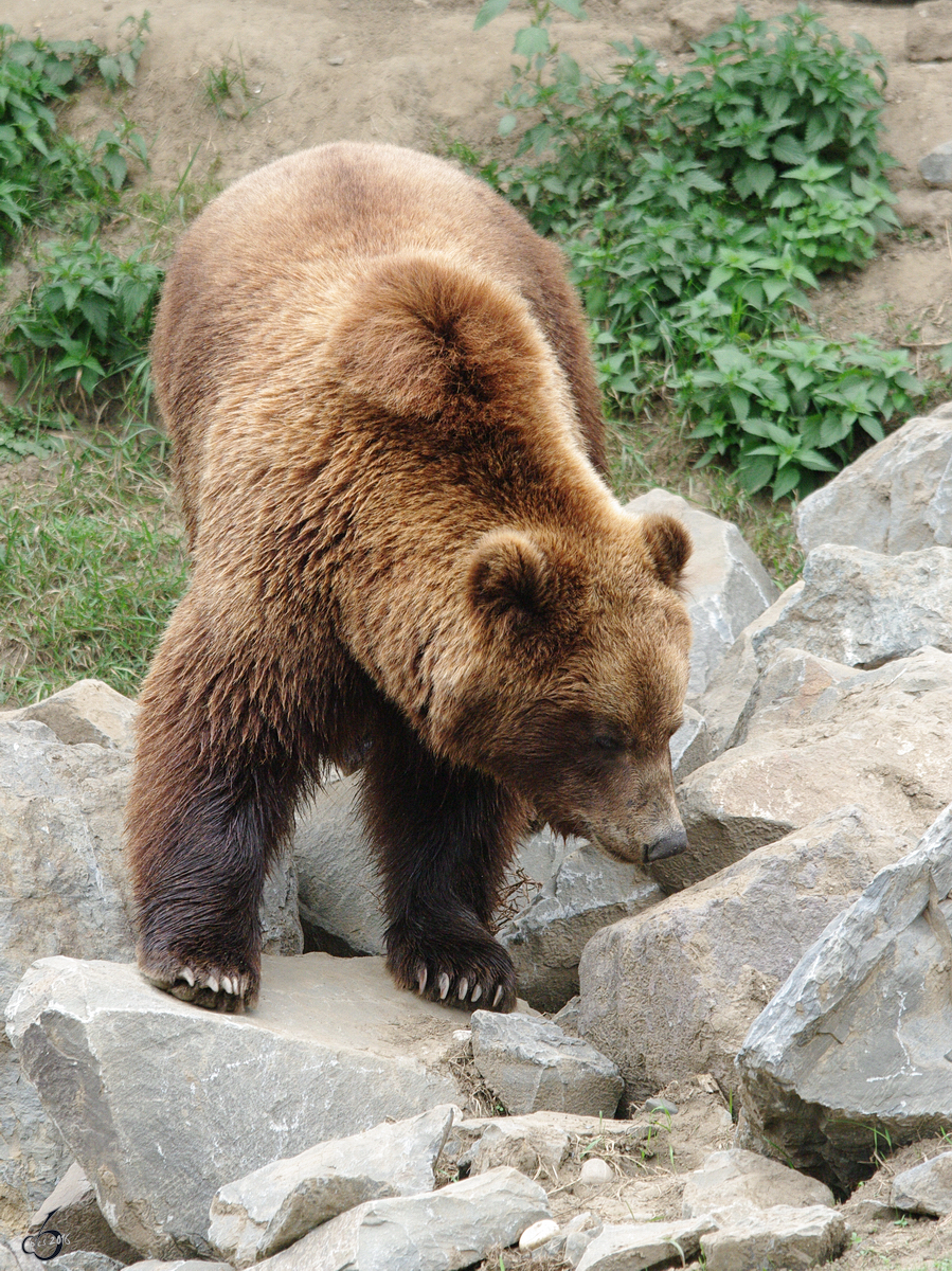 Ein Kamschatka-Br durchstreift sein Revier. (Zoom Gelsenkirchen, September 2009)