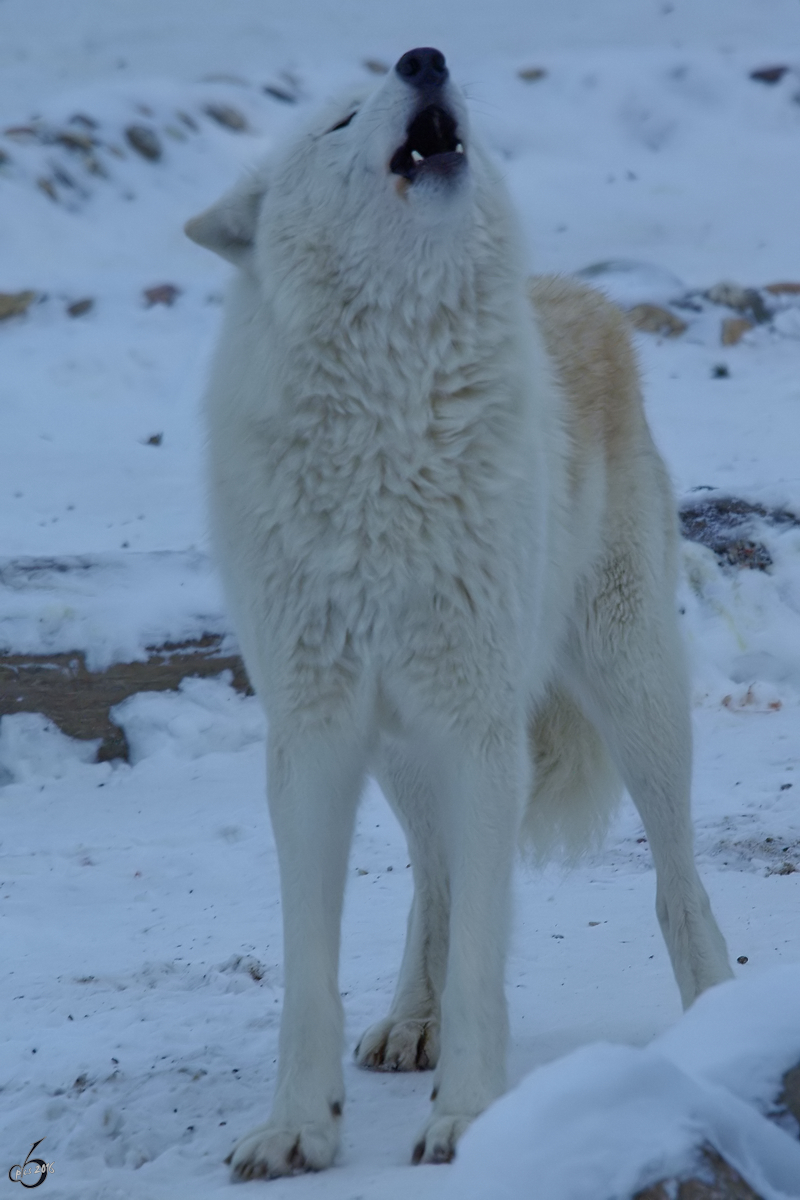 Ein Kanadischer Wolf im Zoo Wuppertal. (Januar 2009) 