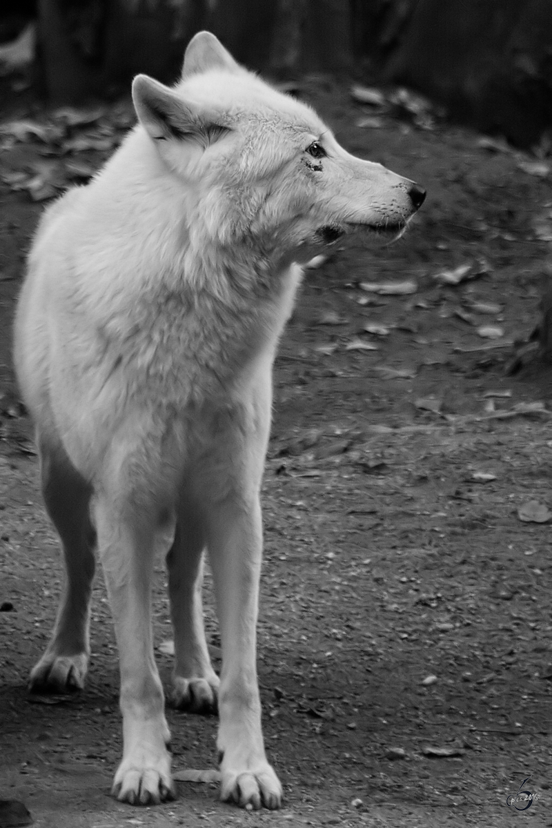 Ein Kanadischer Wolf im Zoo Wuppertal. (Oktober 2005)