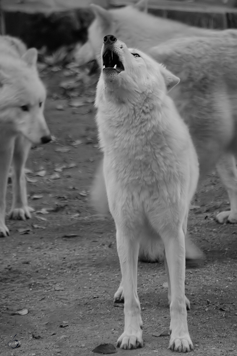 Ein Kanadischer Wolf im Zoo Wuppertal. (Oktober 2005)