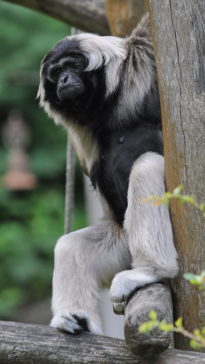 Ein Kappengibbon Anfang Juli 2010 im Zoo Schwerin.