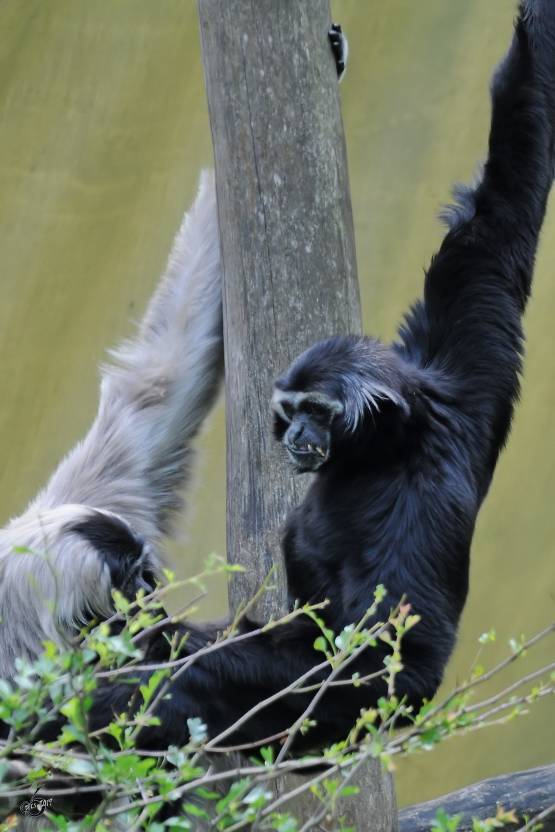 Ein Kappengibbons Anfang Juli 2010 im Zoo Schwerin.