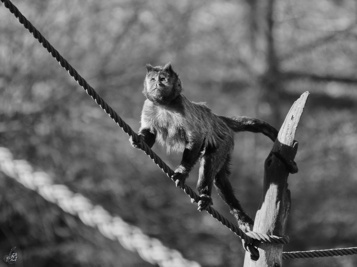 Ein Kapuzinerffchen im Zoo Madrid. (Dezember 2010)