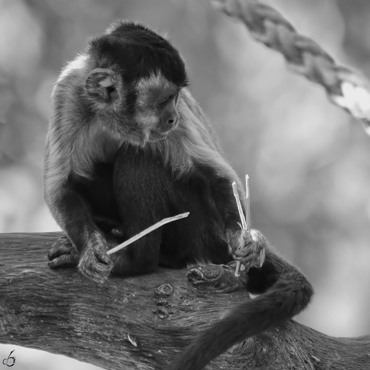 Ein Kapuzinerffchen im Zoo Madrid. (Dezember 2010)