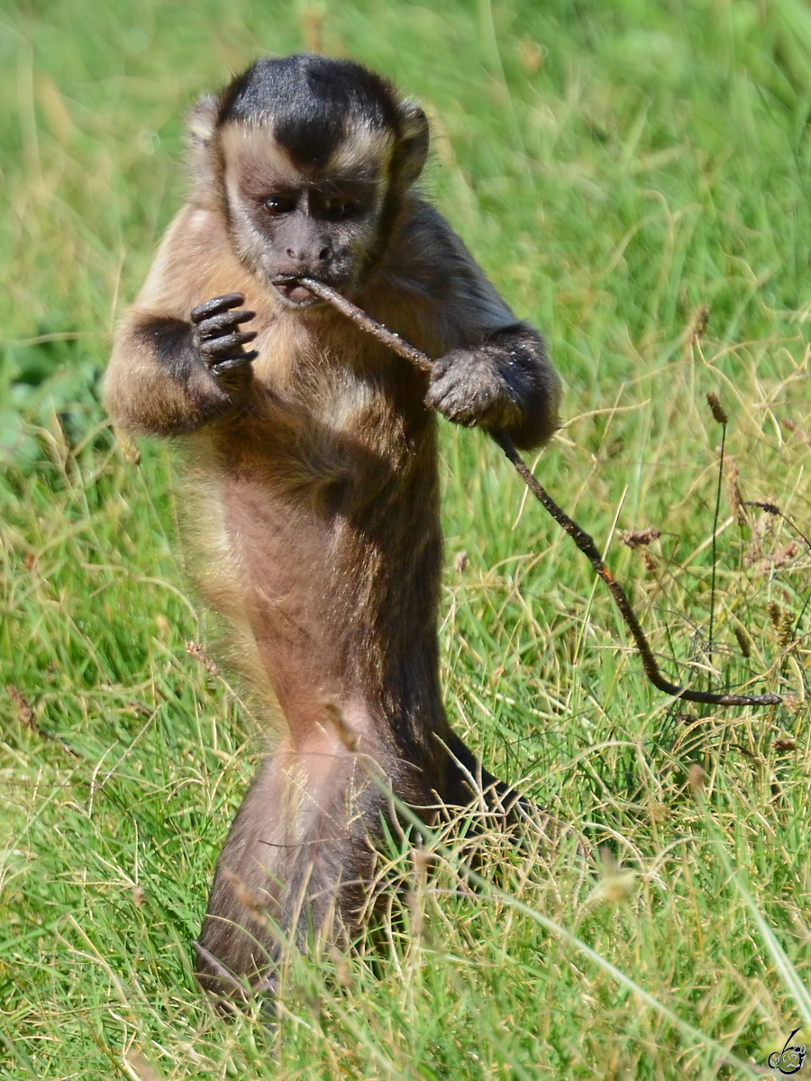 Ein Kapuzinerffchen im Zoo Madrid. (Dezember 2010)