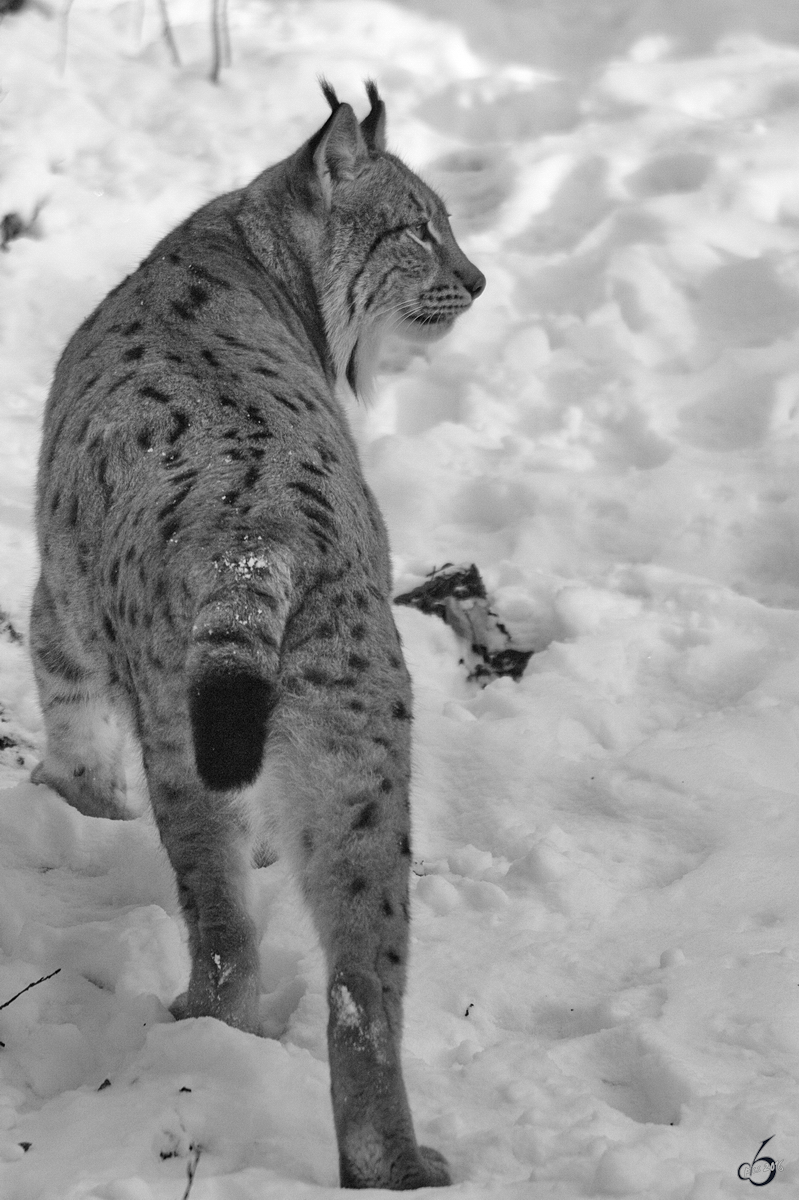 Ein Karpatenluchs auf Patrouille. (Zoo Dortmund, Januar 2010)