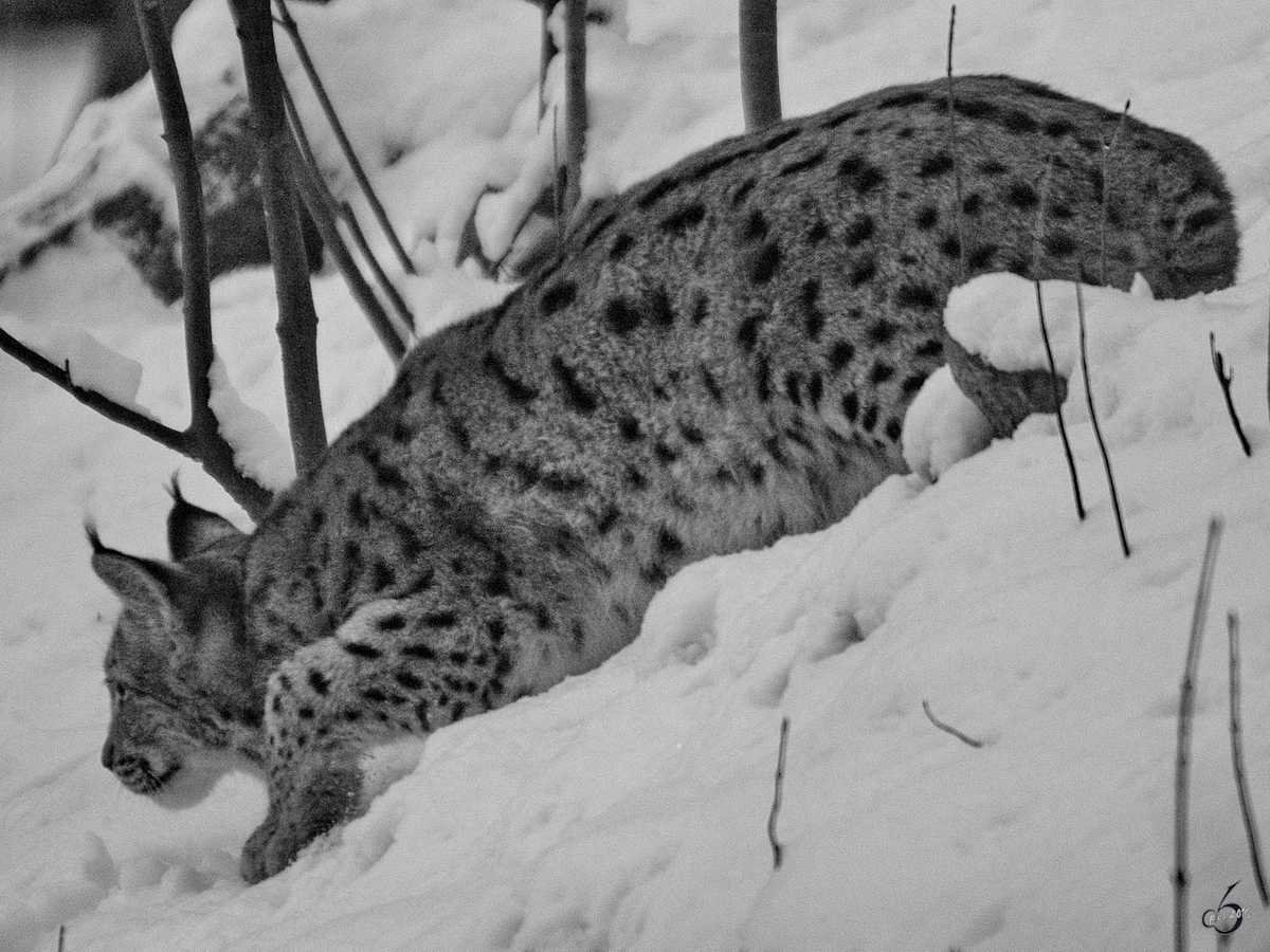 Ein Karpatenluchs auf der Pirsch. (Zoo Dortmund, Januar 2010)