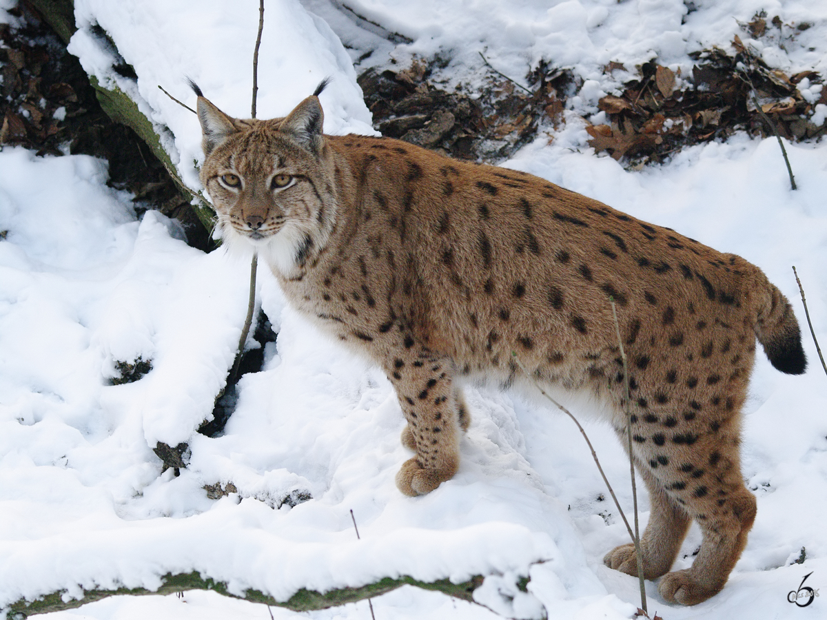 Ein Karpatenluchs hat alles im Blick.