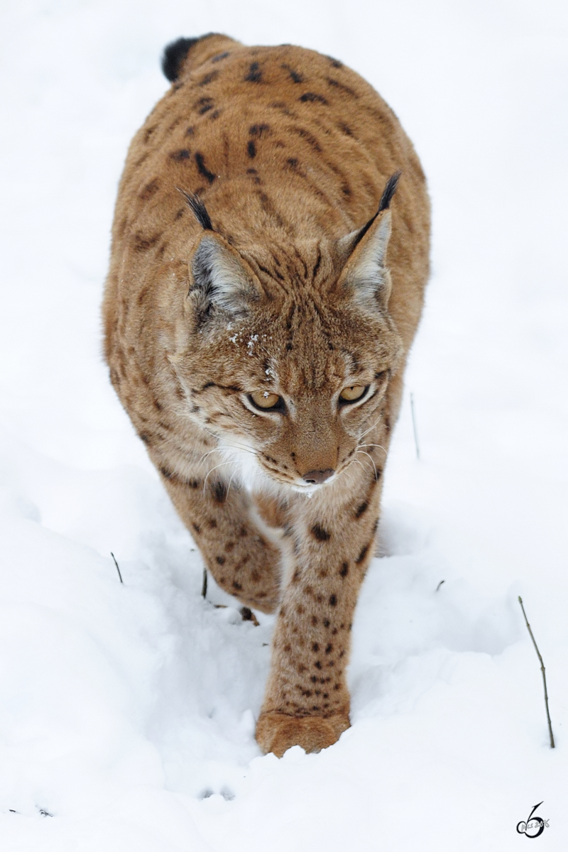 Ein Karpatenluchs patrouilliert sein Revier. (Zoo Dortmund, Februar 2010)