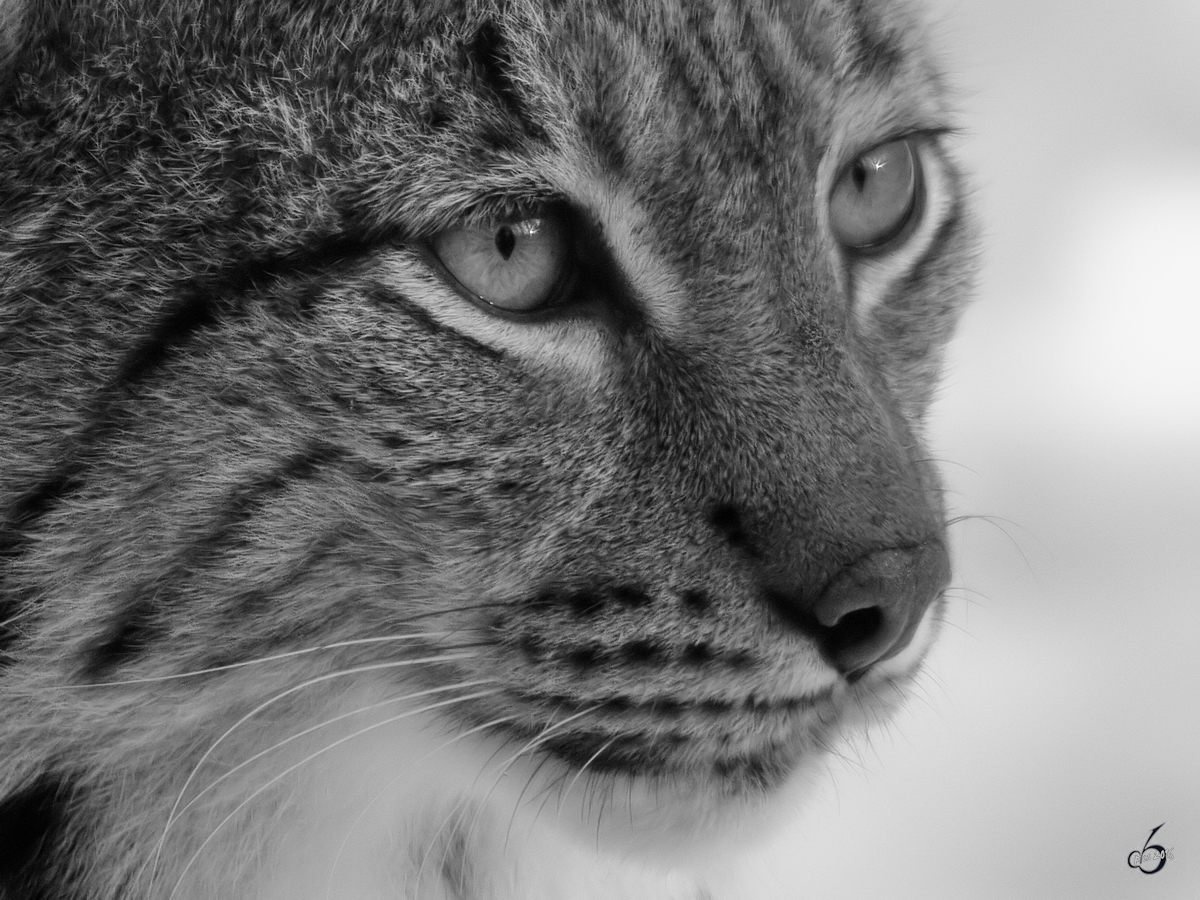 Ein Karpatenluchs im Portrait. (Zoo Dortmund, Januar 2010)