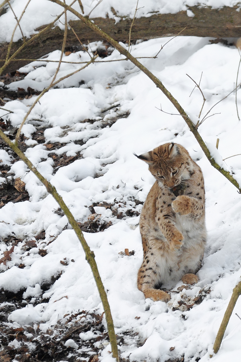 Ein Karpatenluchs spielt mit seinem frisch gefangenen  Snack  im Dortmunder Zoo.