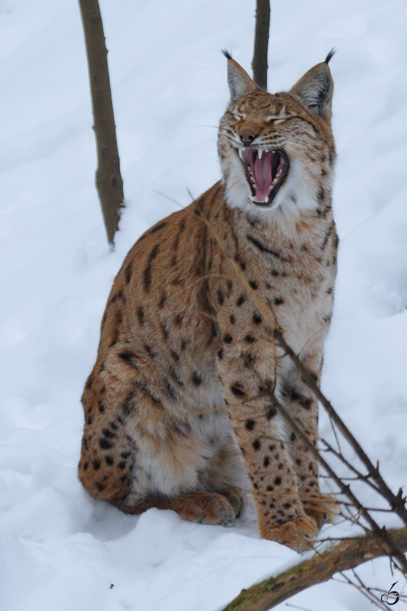 Ein Karpatenluchs im Zoo Dortmund. (Februar 2010)