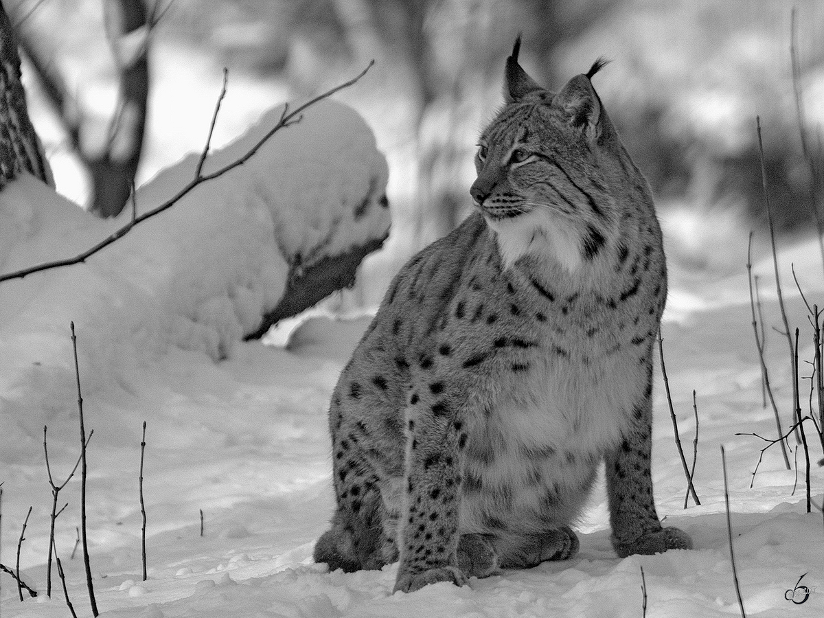 Ein Karpatenluchs im Zoo Dortmund. (Januar 2010)