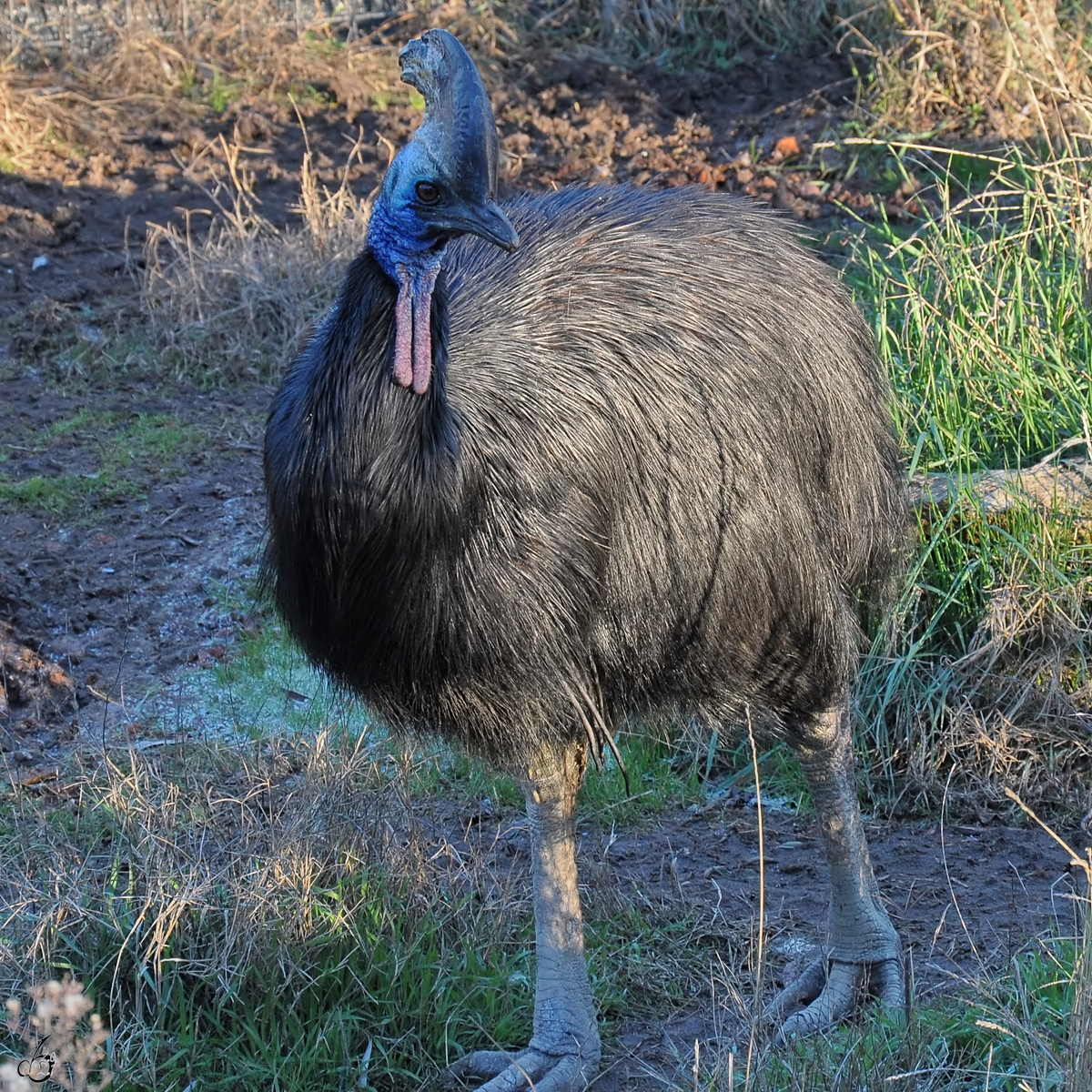 Ein Kasuar im Zoo Madrid. (Dezember 2010)