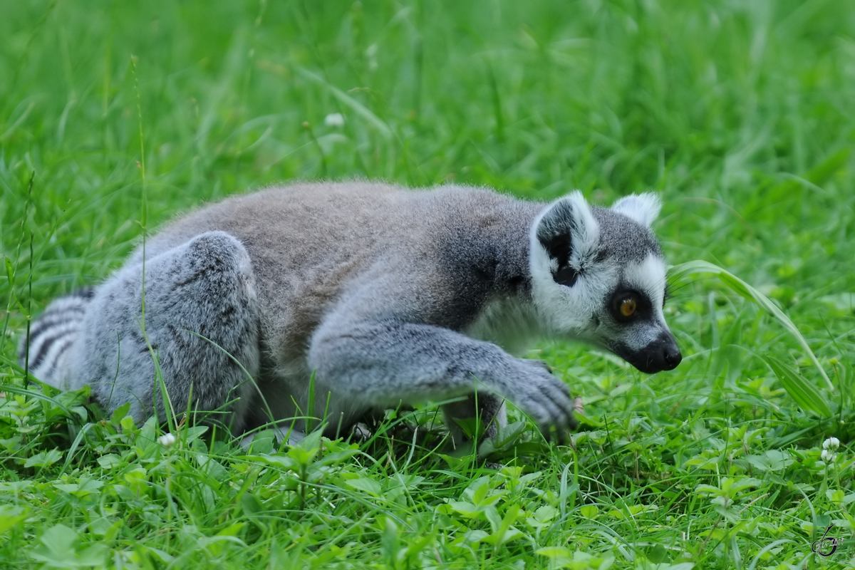 Ein Katta auf Entdeckungstour Anfang Juli 2010 im Zoo Schwerin.