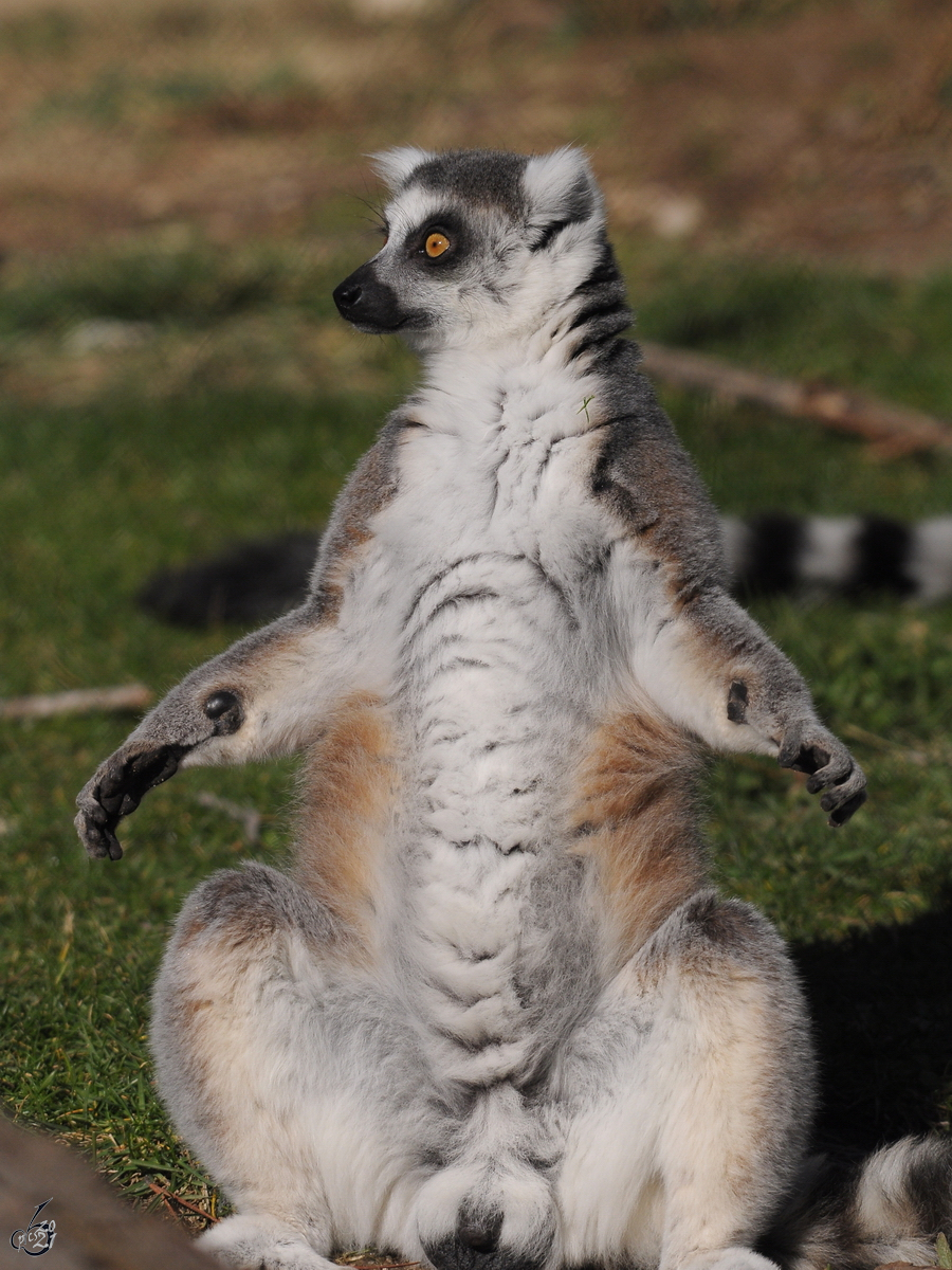 Ein Katta geniet sein Sonnenbad. (Zoo Madrid, Dezember 2010)