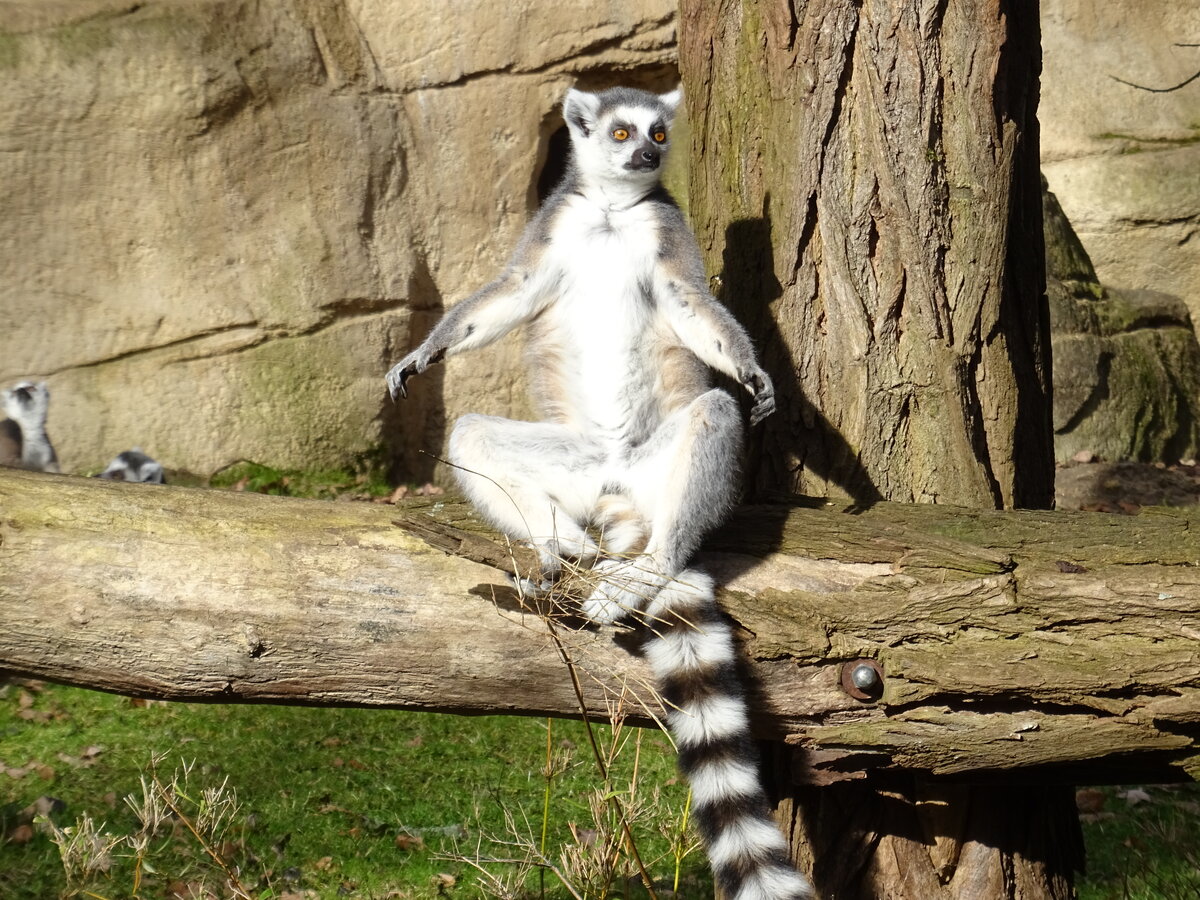 Ein Katta (lemur catta) sonnt sich auf die für Kattas typische Art im Tierpark Cottbus, 23.2.22