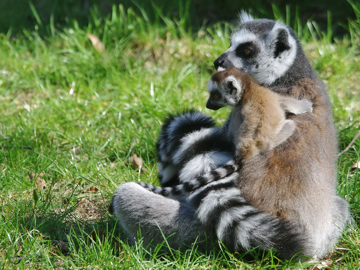 Ein Katta bt sich als Babysitter. (April 2009)