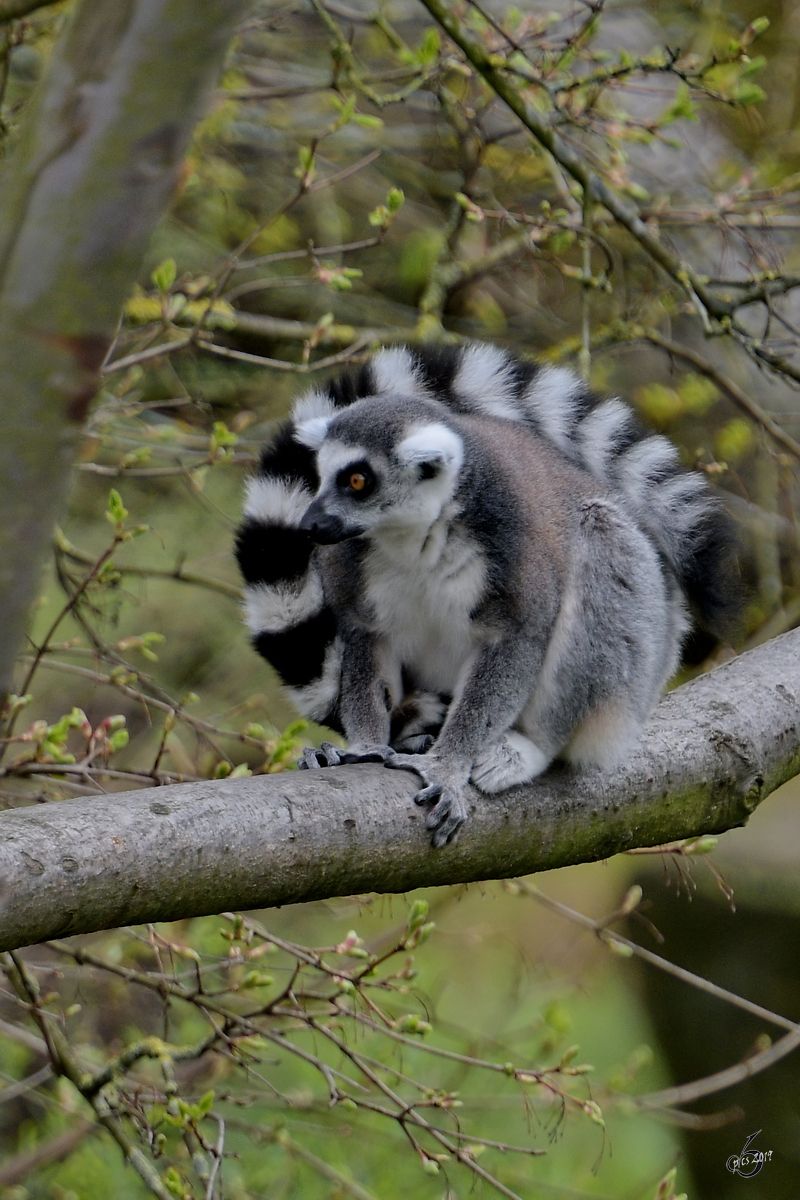 Ein Katta war Anfang April 2017 im Zoo Dresden zu sehen.