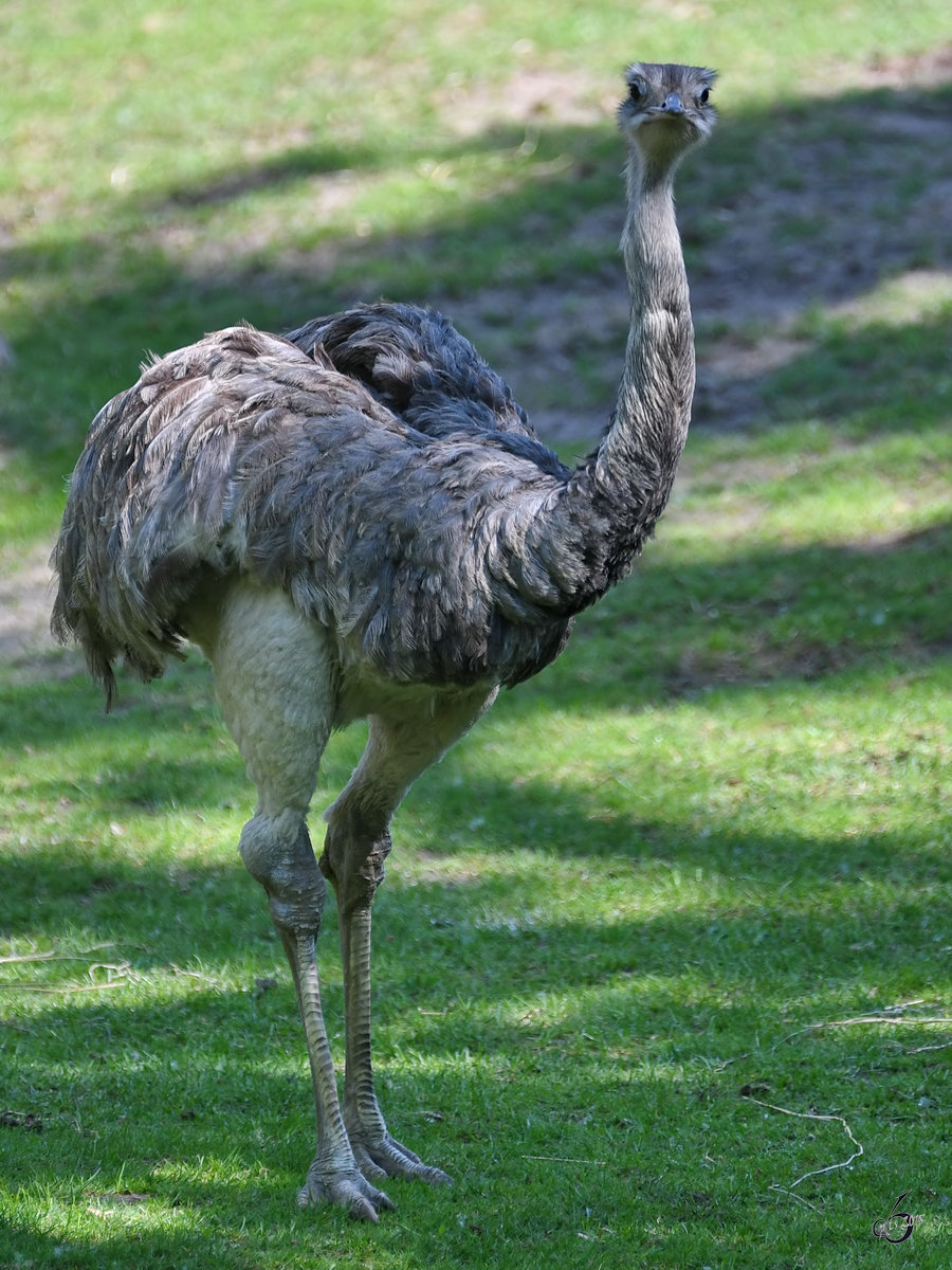 Ein keck dreinschauender Nandu im Zoo Berlin. (April 2018)