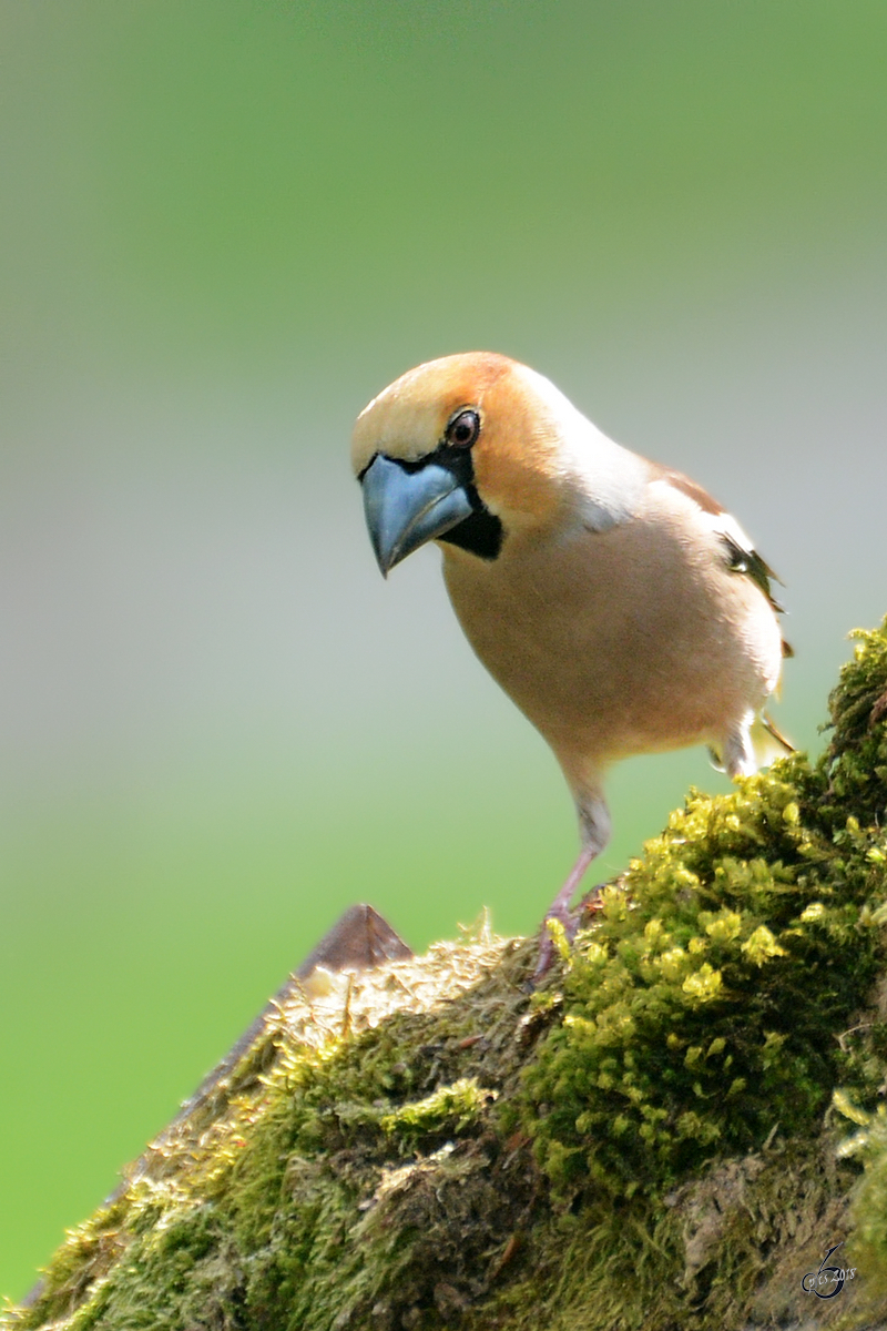 Ein Kernbeier auf Kurzbesuch in unserem Garten. (Hattingen, APril 2018)