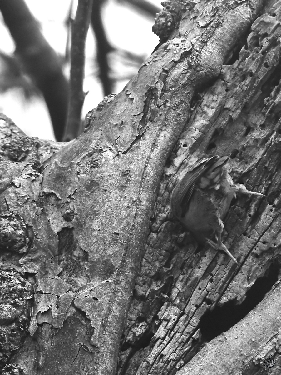 Ein Kleiber sucht nach Nahrung im  geschundenen  Apfelbaum. (Hattingen, Februar 2020)