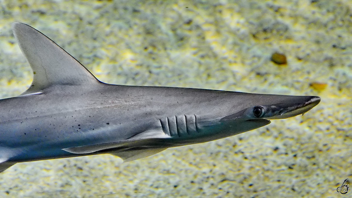 Ein Kleinaugen-Hammerhai ist im Aquarium des Zoo´s in Madrid zu sehen (Dezember 2010)