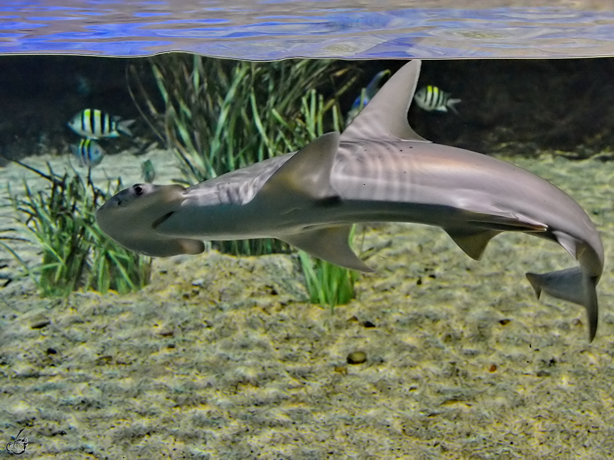 Ein Kleinaugen-Hammerhai ist im Aquarium des Zoo´s in Madrid zu sehen. (Dezember 2010)