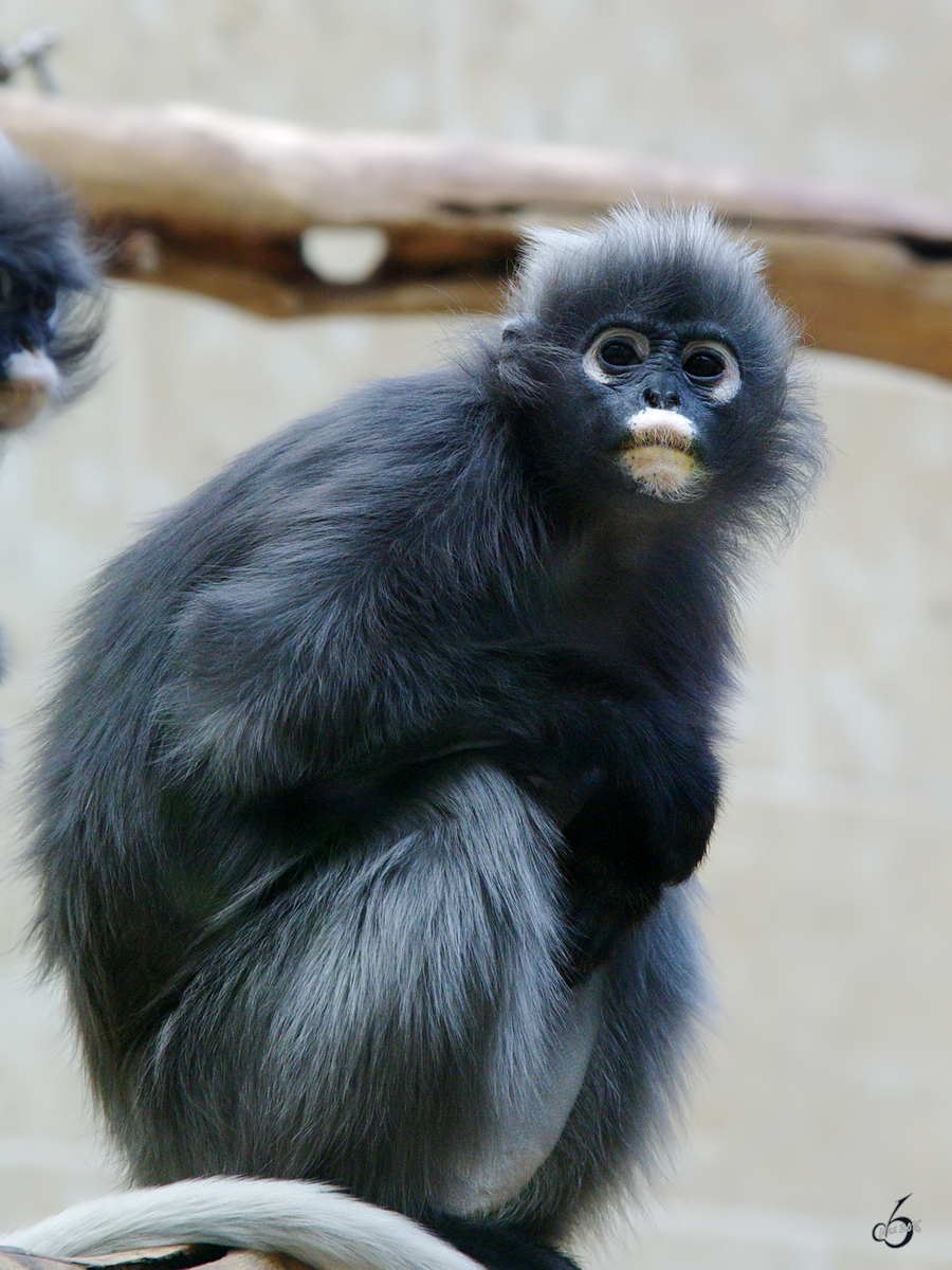 Ein kleiner Brillenlangur.