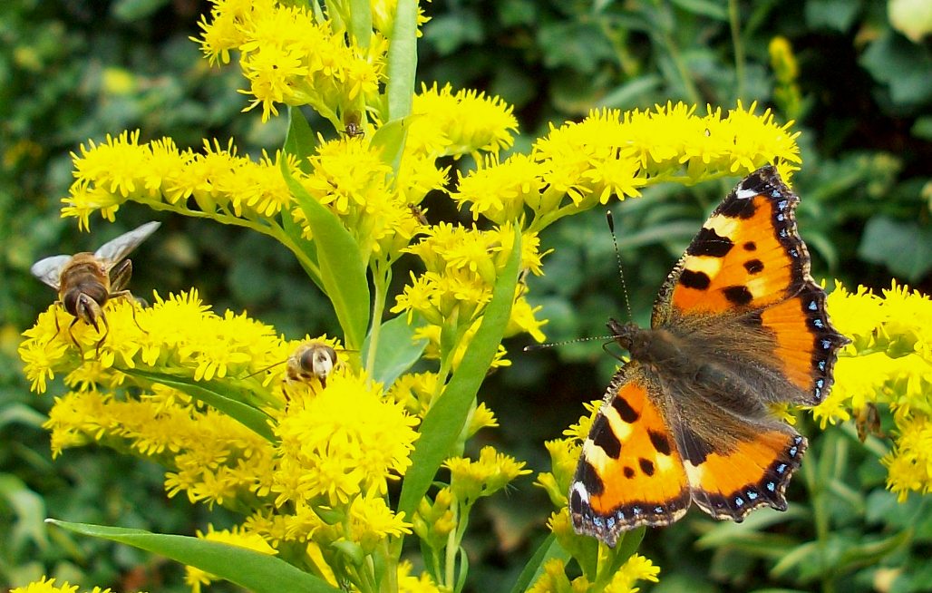 Ein Kleiner Fuchs (Aglais urticae) mit Wespen und Bienen am Busch 10092011